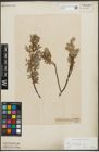 Foto von Salix repens subsp. incubacea (L.) A. Neumann